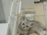 British shorthair sahiplendirme