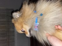 Pomeranian Spitz
