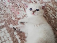 2 aylık Silver Lynx point erkek british shorthair uyguna
