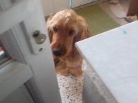 8 aylık cocker oğluma yuva arıyoruz
