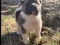 AMERİKAN AKİTA KÖPEĞİ