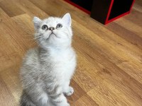 Konya Merkez British Shorthair Silver