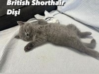 Safkan British Shorthair 2 Aylık Yavrular