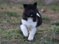 SAFKAN AMERİKAN AKİTA İNU