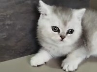 British shorthair yavrularımız yeni yuvalarını arıyor