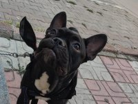 Erkek french bulldog