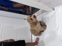 8 aylık maltipoo köpeğimize sahip arıyoruz