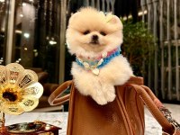 PRENSES POMERANİAN KIZIMIZ MİA
