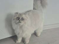 Güzel Scottish Fold Kızımız Yeni Yuvasını Arıyor