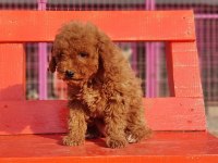 Poodle en özel yavrular