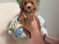Şirin Maltipoo Bebeklerimiz Yeni Yuvasını Arıyor