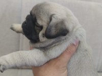 BAKIMLI PUG YAVRULAR