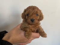 Tatlı toy poodle bebeklerim