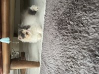 Minnoş persian