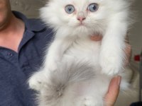 BRİTİSH Longhair yavrularımız yeni ailelerine gitmeye hazır