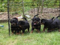 Şecereli şampiyon rottweiler yavruları