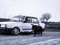 Siyah alman çoban köpeği