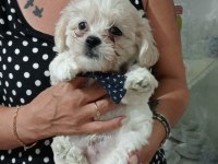 BİZ ÇOK TATLI KÖPEKLERİZ