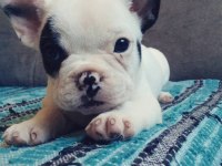 FRENCH BULLDOG YAVRULARI