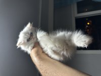 3 aylık chinchilla dişi