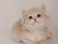 Özel Renk Chocolate Golden British Longhair