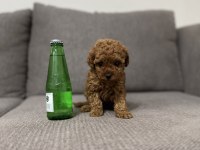 TEA CUP DİŞİ TOY POODLE YAVRUMUZ