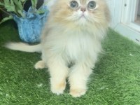 British Longhair Erkek (Kısır)