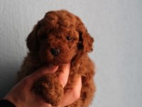 Toy poodle yavrular