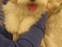 3 aylık maltese kızım linda