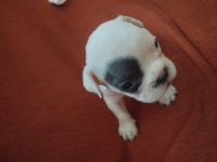 FRENCH BULLDOG