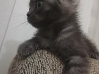 2 aylık British longhair