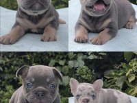 ISABELLA VE FLUFFY TAŞIYICI FAVORİ RENKLERDE BEBEK KÖPEKLER