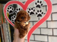 Poodle yavrularımız teslime hazır kalitenin tek adresi