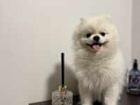 13 aylık pomeranian