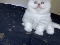 Safkan British Kardeşler