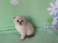 Scottish Fold Blue Point Ayı Surat Yavru
