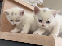 3 dişi 1 erkek british shorthair