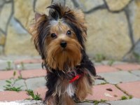 Yorkshire Terrier Ve Biweryork Yavrular