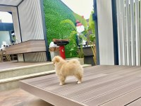 Dişi Pomeranian Boo Yavrumuz