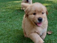 Ev ve bahçeniz için golden retriever kapıda ödeme mevcuttur