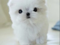 Kore Maltese Terrier 0 Boy Leo