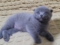 Top kafa scottish fold