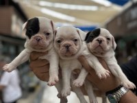 Kar beyaz sağlıklı orjinal french bulldog