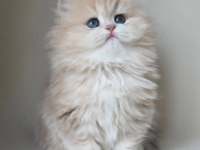 Dünya Güzeli Kusursuz Bebek AY Golden British Longhair 