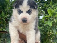 Sibirya husky yavrularımız