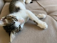 Young kitten looking for a forever home