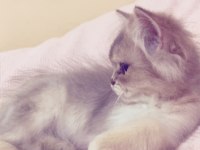 2 buçuk aylık british longhair bebek