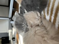 Yumurcak Doll Face Persian Yavruları