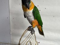 Caique Papağanı (Siyah Başlı Caique)