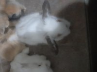 Hollanda lop tavşanı
